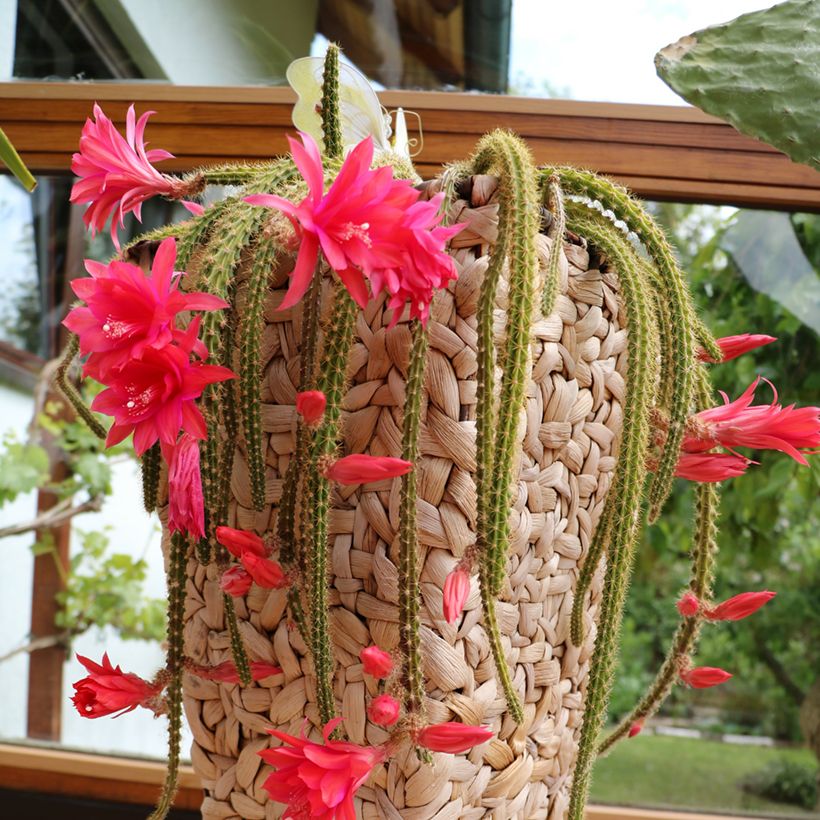 Aporophyllum × malisonii (Hábito)