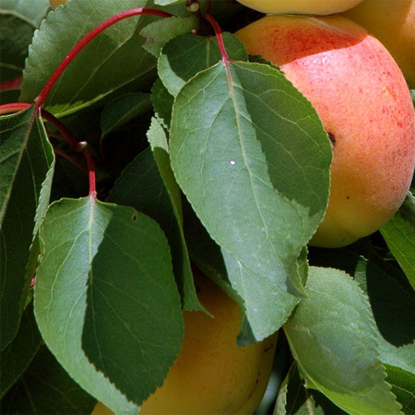 Damasqueiro Cot'n Candy (Folhagem)