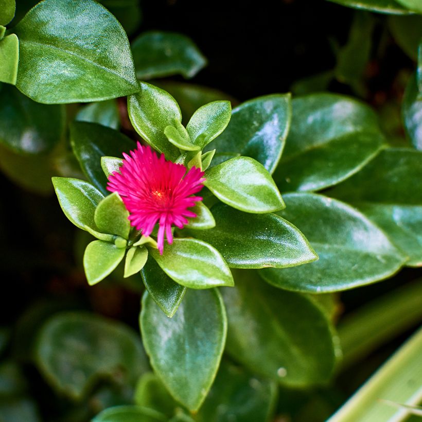 Aptenia cordifolia (Folhagem)