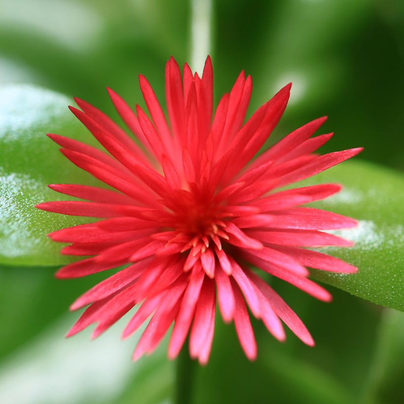 Aptenia cordifolia (Floração)