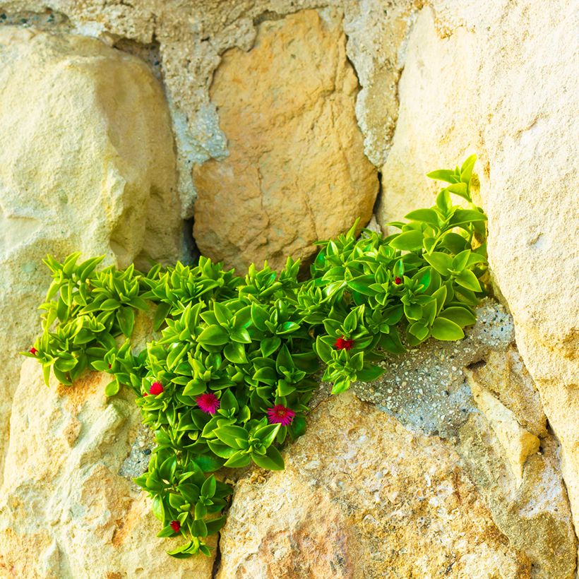 Aptenia cordifolia (Hábito)