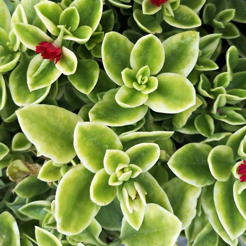 Aptenia cordifolia Variegata (Folhagem)