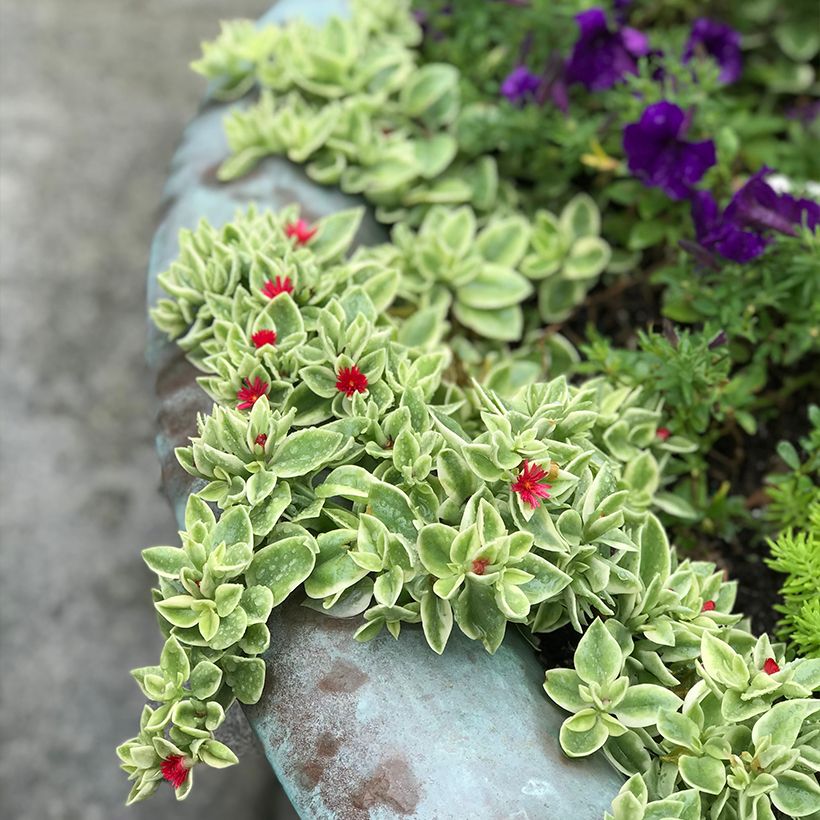 Aptenia cordifolia Variegata (Hábito)