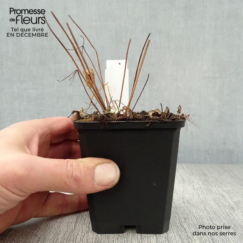 Amostra de Ancolie des Alpes (bleu vif) - Aquilegia alpina Vaso de 8/9 cm tal como entregue no inverno