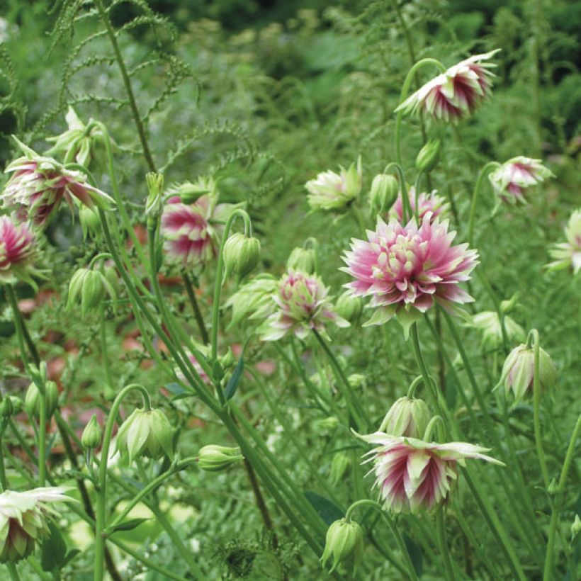 Aquilégia vulgaris Nora Barlow (Hábito)