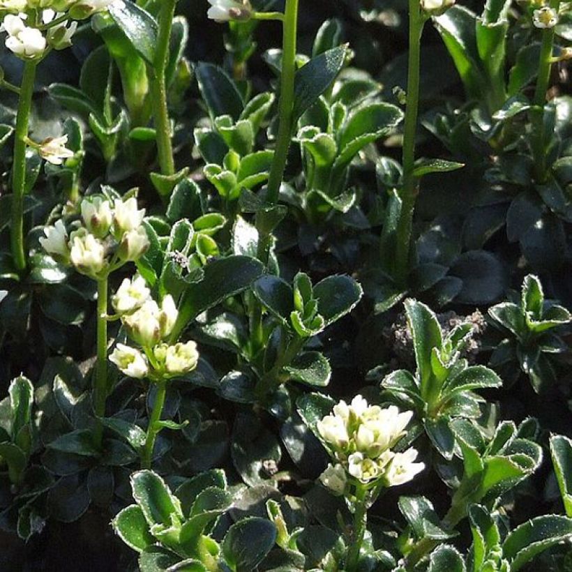 Arabis ferdinandi coburgii (Folhagem)