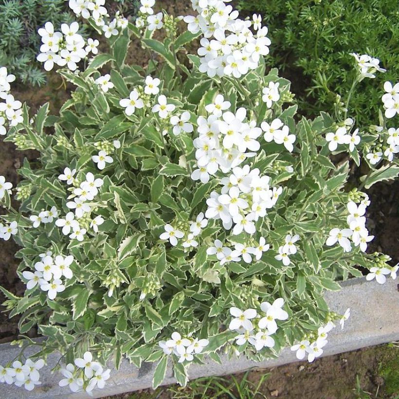 Arabis caucasica Variegata (Hábito)