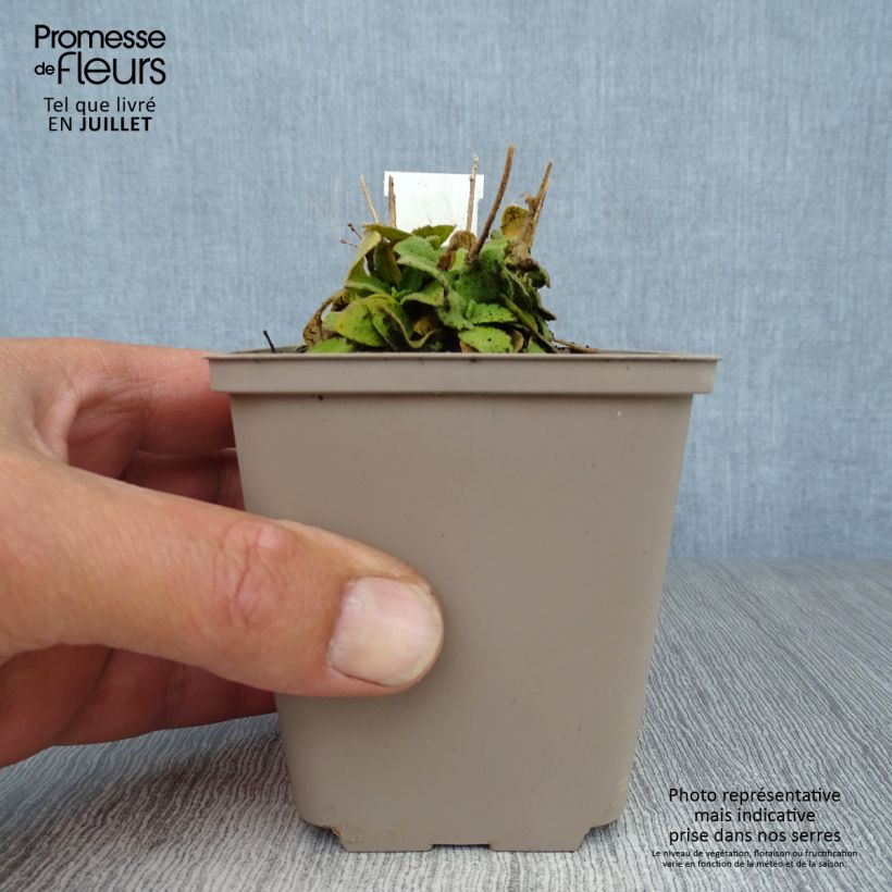 Amostra de Arabis blepharophylla Frühlingzauber Vaso de 8/9 cm tal como entregue no verão