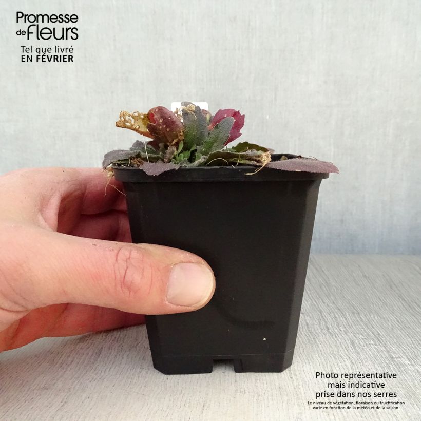 Amostra de Arabis blepharophylla Frühlingzauber - Arabette de Californie Vaso de 8/9 cm tal como entregue no inverno