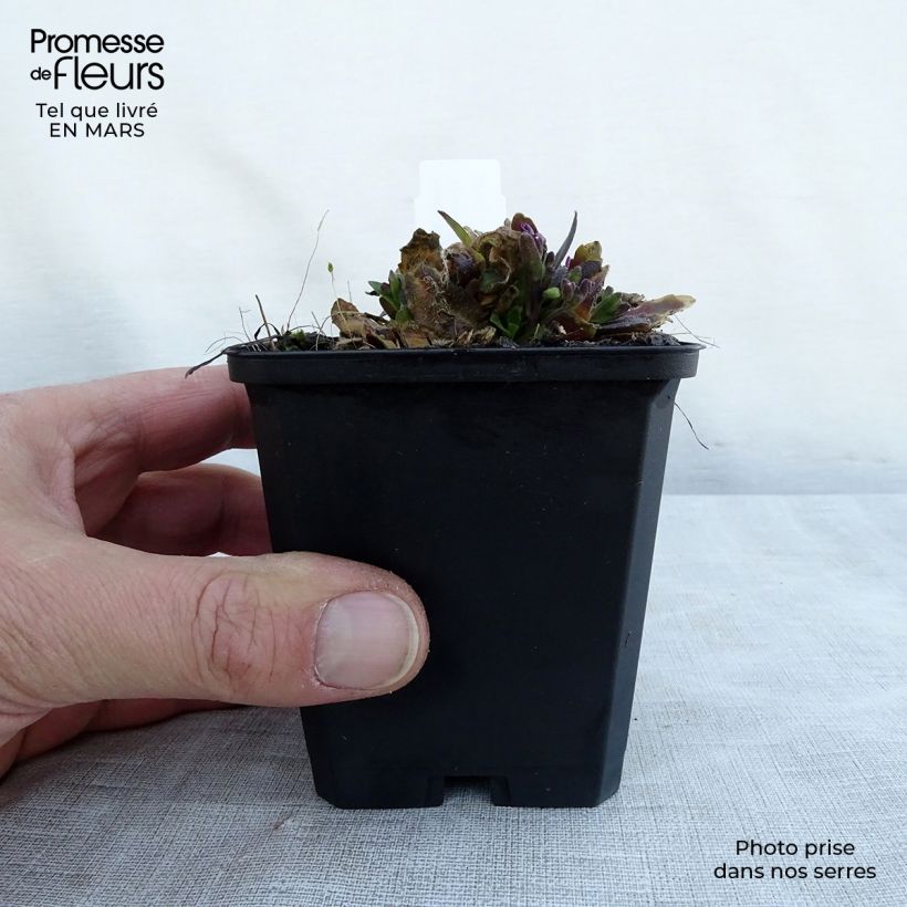 Amostra de Arabis blepharophylla Frühlingzauber Vaso de 8/9 cm tal como entregue na primavera