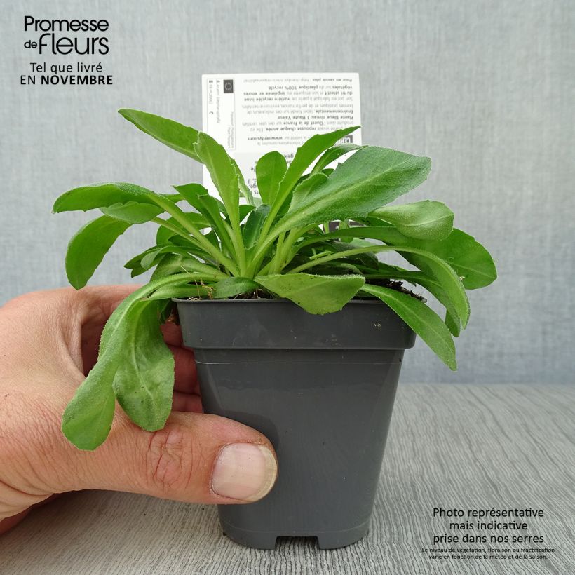 Amostra de Arabis blepharophylla Vaso de 8/9 cm tal como entregue no outono