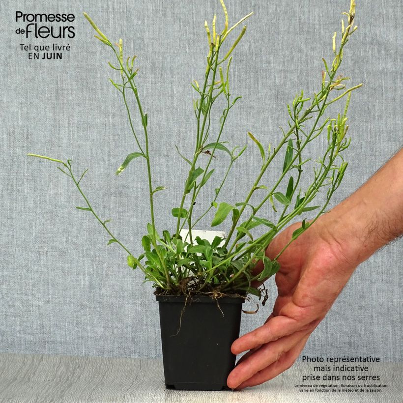 Amostra de Arabis blepharophylla Vaso de 8/9 cm tal como entregue no verão