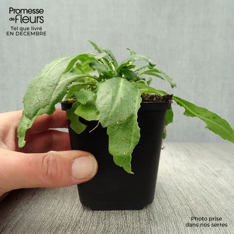 Amostra de Arabis blepharophylla Vaso de 8/9 cm tal como entregue no inverno