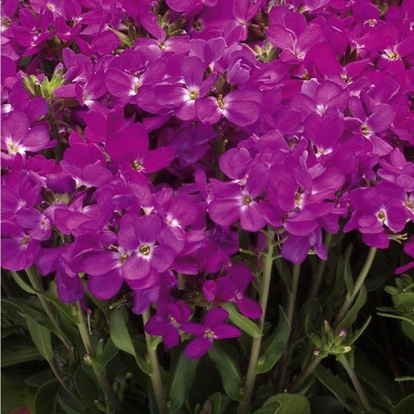 Arabis blepharophylla Rose Delight (Floração)