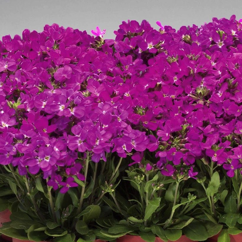 Arabis blepharophylla Rose Delight (Hábito)
