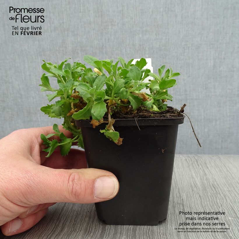 Amostra de Arabis caucasia Hedi - Arabette du Caucase Vaso de 8/9 cm tal como entregue no inverno
