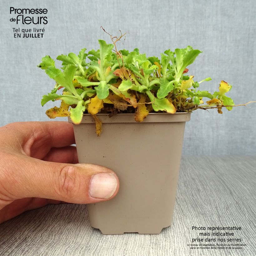 Amostra de Arabis caucasica Pinkie Vaso de 8/9 cm tal como entregue no verão