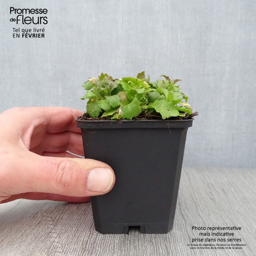 Amostra de Arabis caucasica Pinkie - Arabette du Caucase Vaso de 8/9 cm tal como entregue no inverno