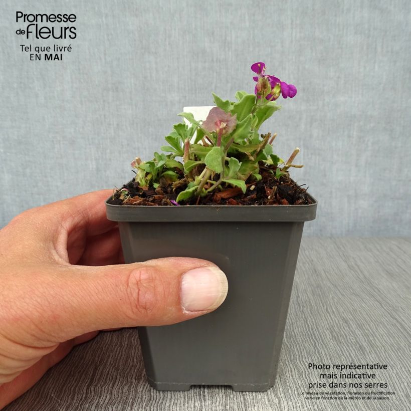 Amostra de Arabis caucasica Pinkie Vaso de 8/9 cm tal como entregue na primavera