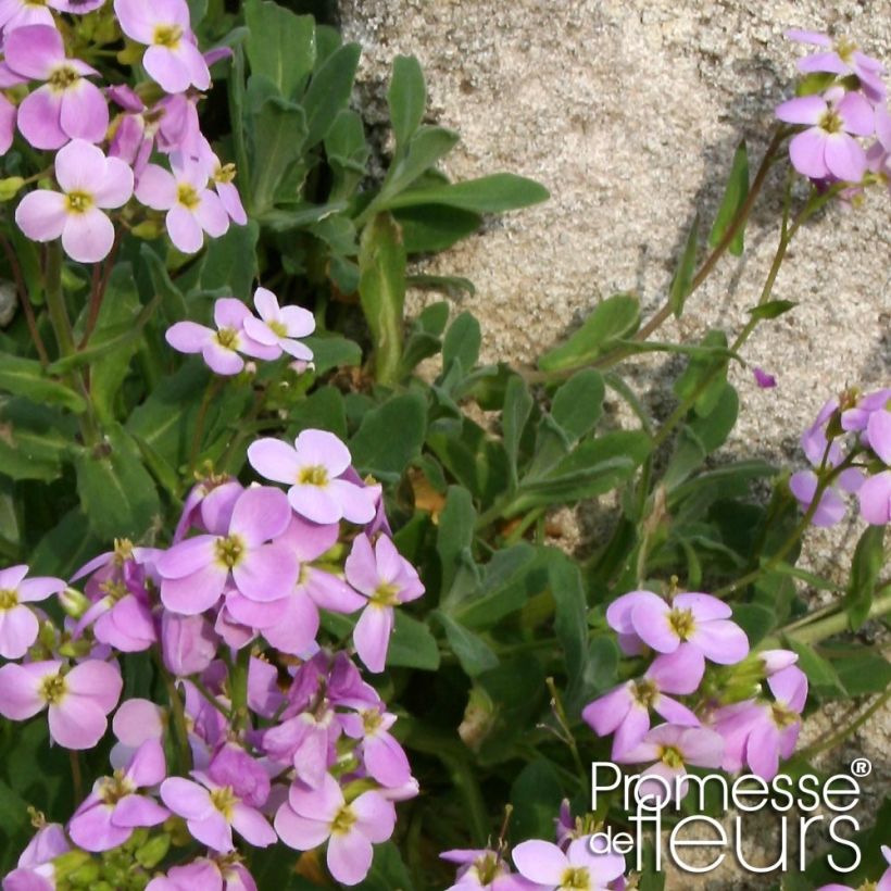 Arabis caucasica Rosea (Folhagem)