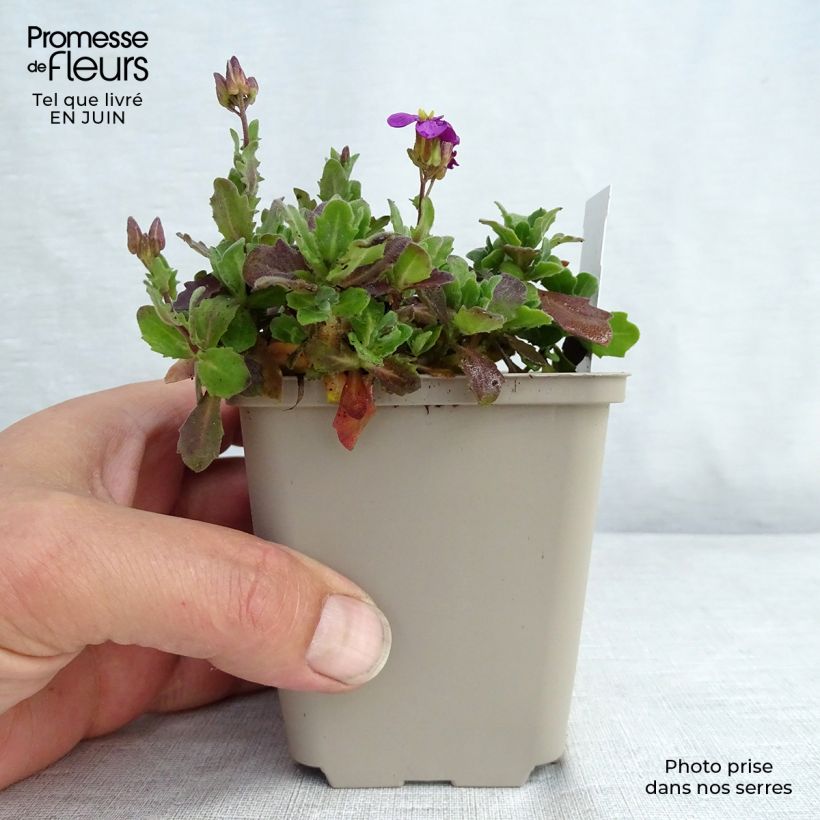 Amostra de Arabis caucasica Rosea Vaso de 8/9 cm tal como entregue no verão