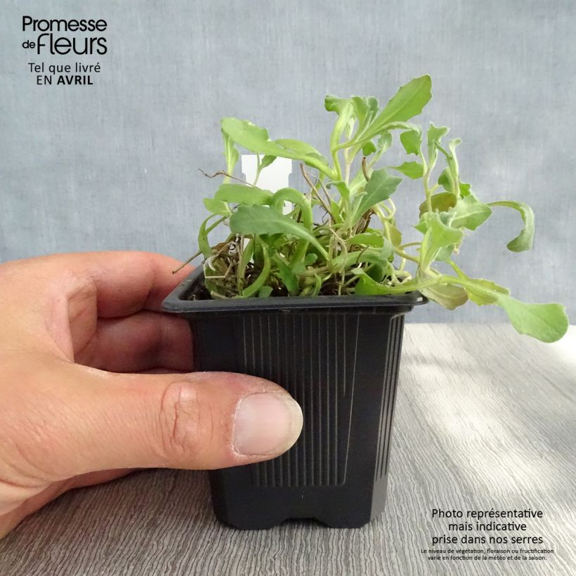 Amostra de Arabis caucasica Rosea Vaso de 8/9 cm tal como entregue na primavera