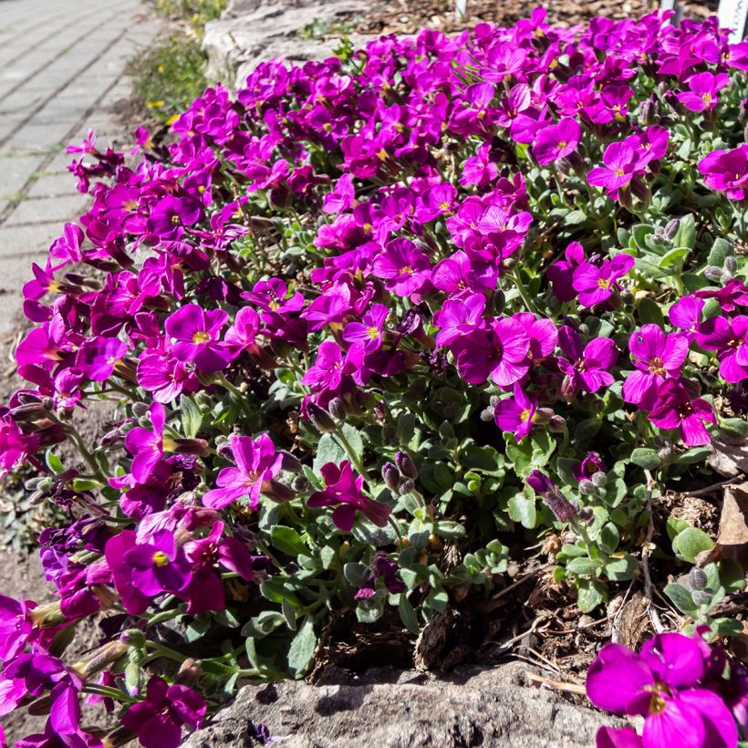 Arabis caucasica Aubris Deep Rose (Hábito)