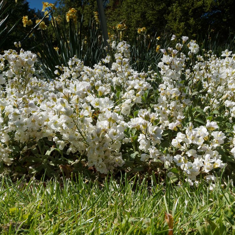 Arabis caucasica Plena (Hábito)