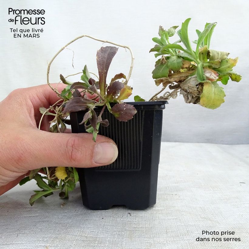 Amostra de Arabis caucasica Plena Vaso de 7/8 cm tal como entregue na primavera