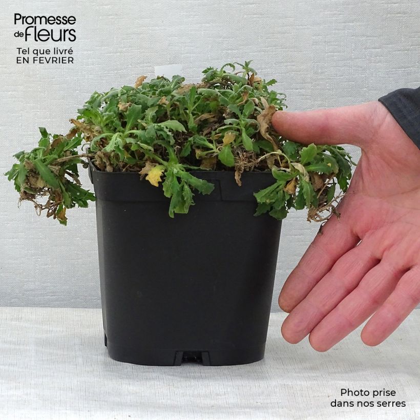 Amostra de Arabis caucasica Plena Vaso de 2 L/3 L tal como entregue no inverno