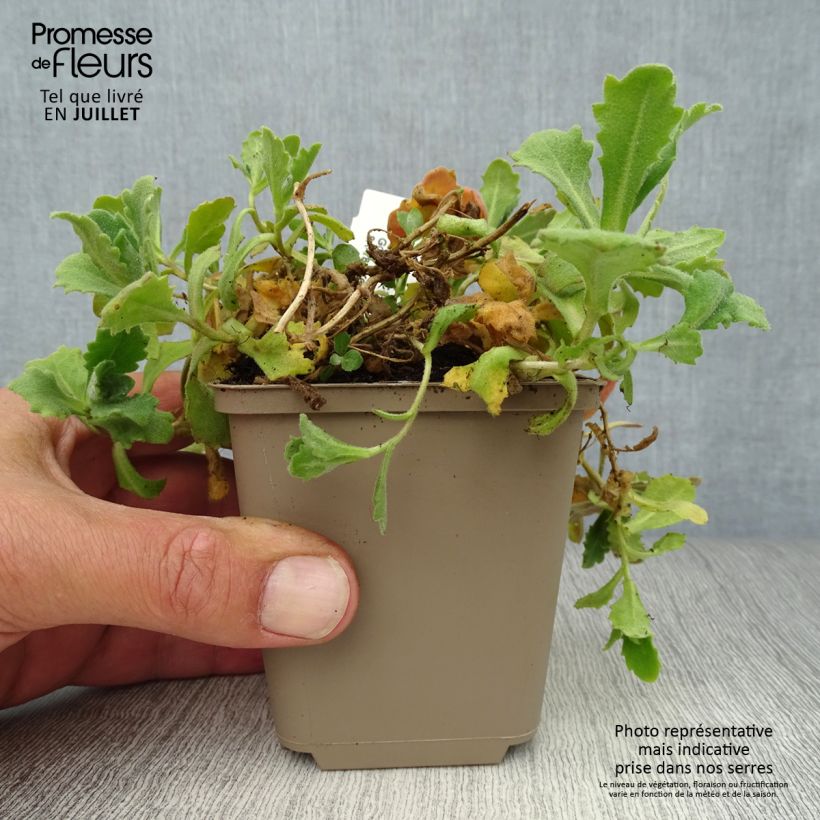 Amostra de Arabis caucasica Plena Vaso de 7/8 cm tal como entregue no verão
