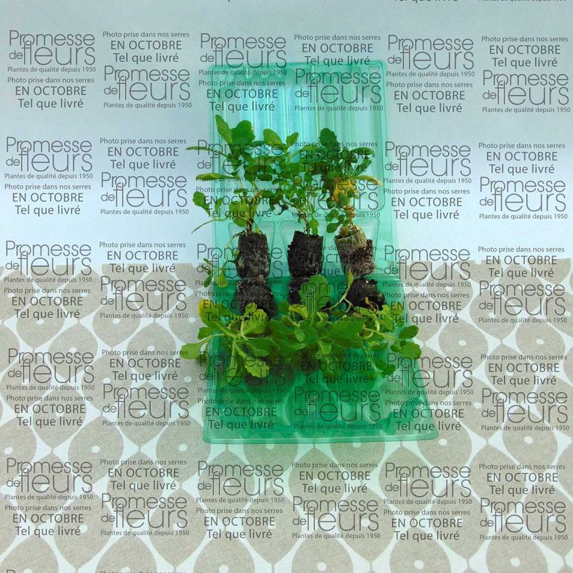 Exemplo de amostra de Arabis caucasica Roselite Mini-torrão Ø 3/4 cm tal como entregue