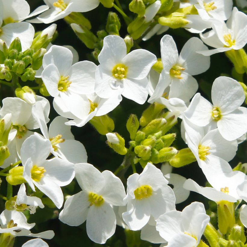 Arabis caucasica Snowball (Floração)