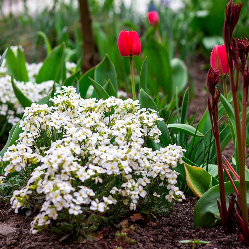 Arabis caucasica Snowball (Hábito)