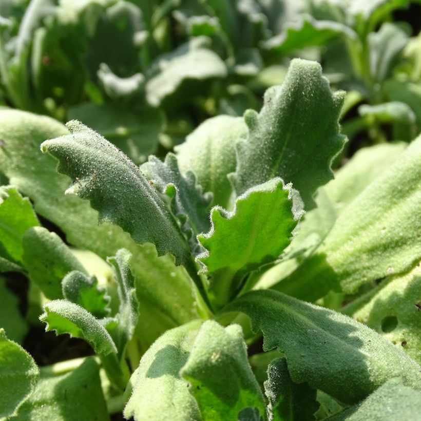 Arabis caucasica Snowball (Folhagem)