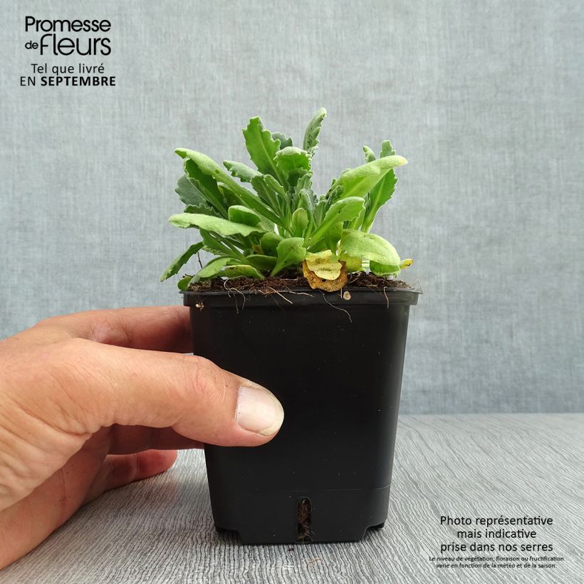 Amostra de Arabis caucasica Snowball Vaso de 8/9 cm tal como entregue no outono