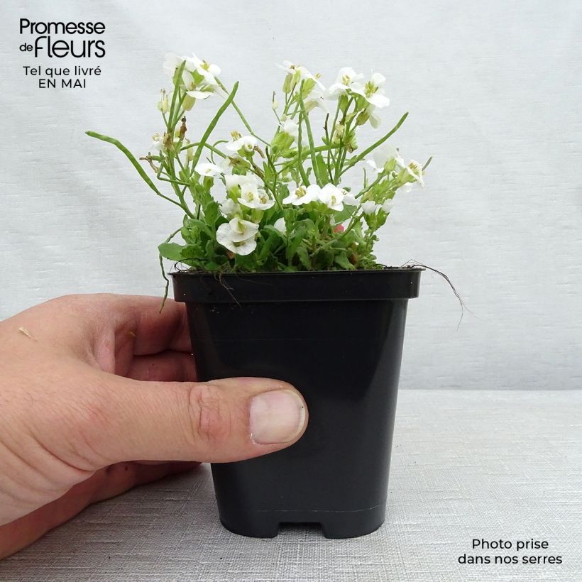 Amostra de Arabis caucasica Snowcap Vaso de 8/9 cm tal como entregue na primavera