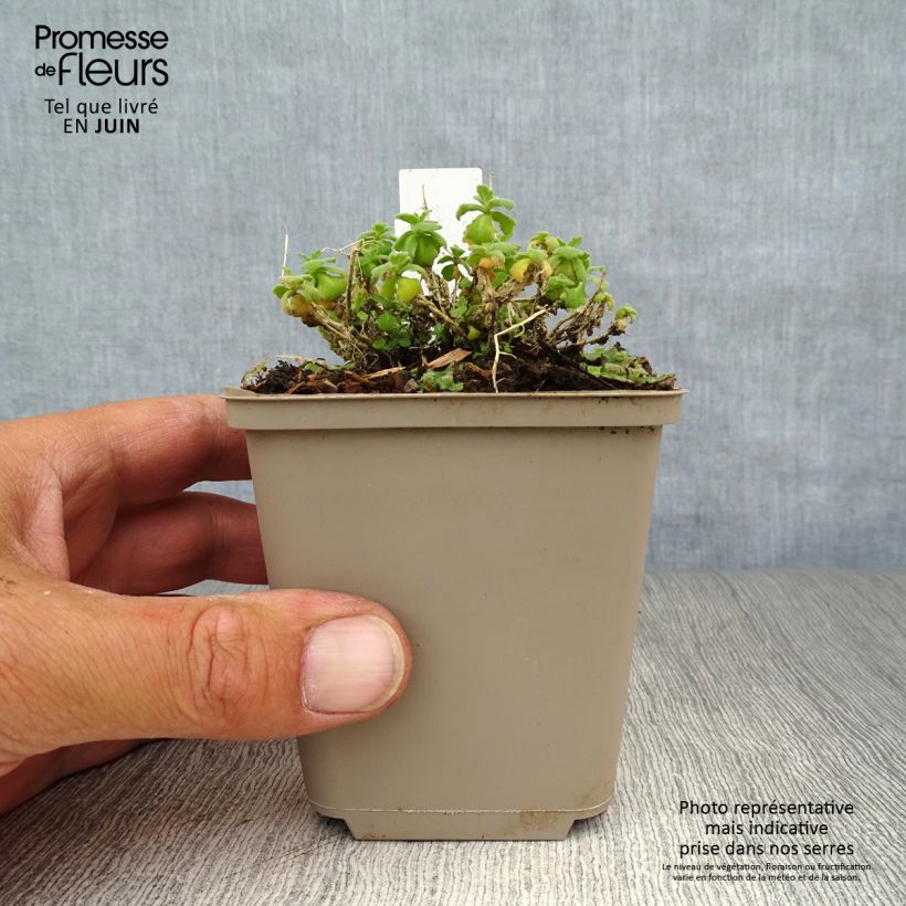 Amostra de Arabis caucasica Snowcap Vaso de 8/9 cm tal como entregue no verão