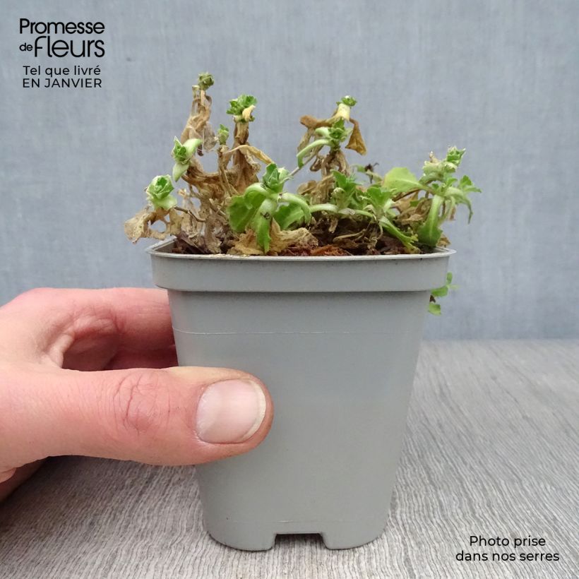 Amostra de Arabis caucasica Snowcap Vaso de 8/9 cm tal como entregue no inverno