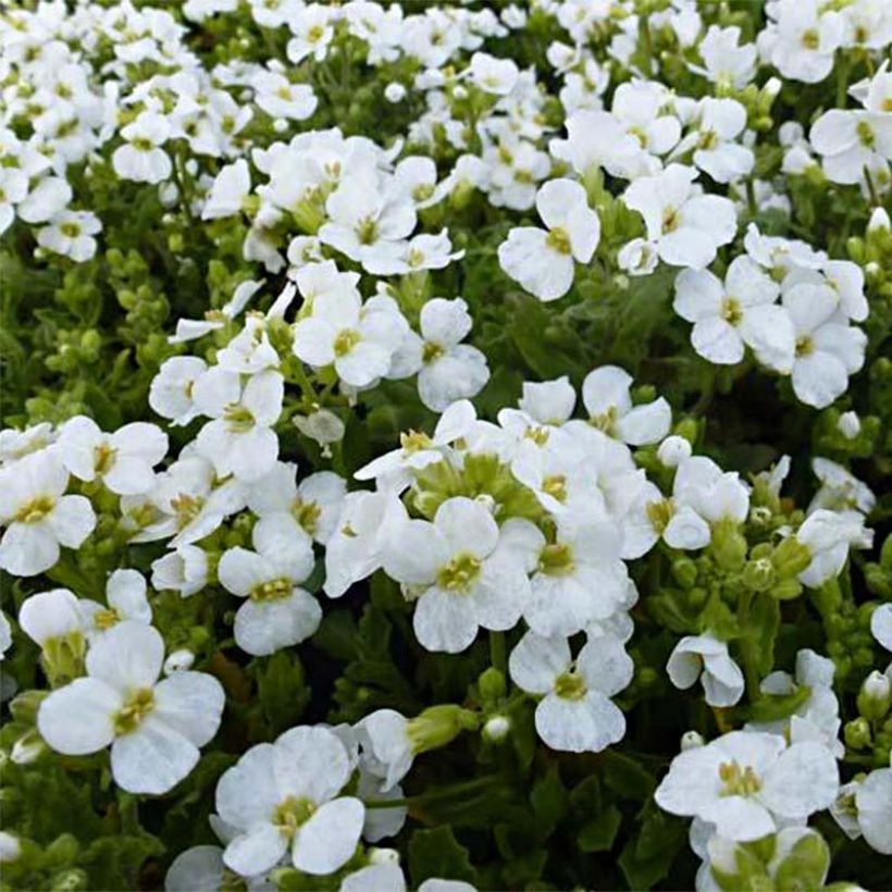 Arabis caucasica Snowcap (Floração)