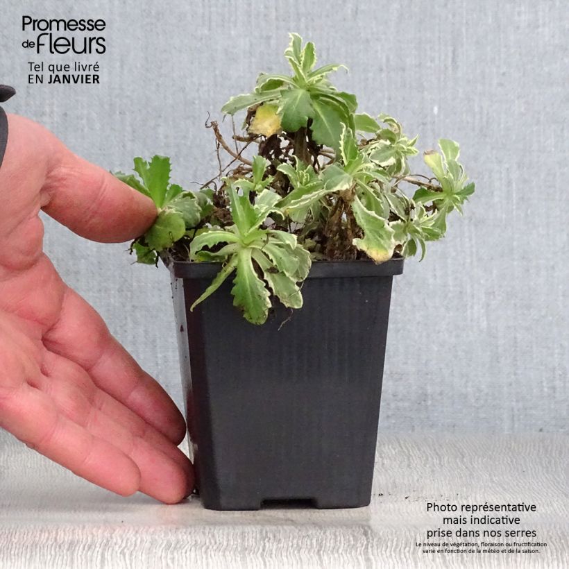 Amostra de Arabis caucasica Variegata Vaso de 8/9 cm tal como entregue no inverno