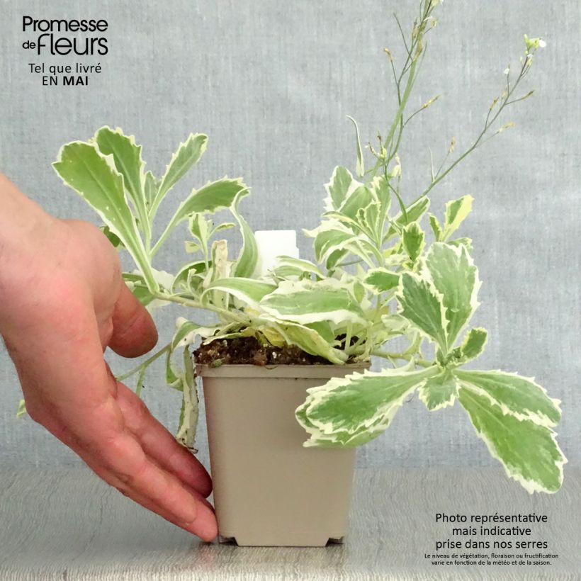 Amostra de Arabis caucasica Variegata Vaso de 8/9 cm tal como entregue na primavera