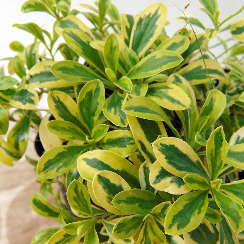 Arabis ferdinandi coburgii Old Gold (Folhagem)