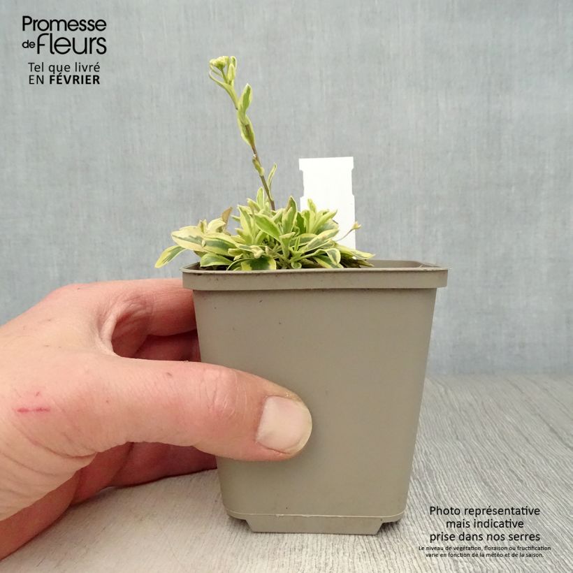 Amostra de Arabis ferdinandi coburgii Old Gold - Arabette panachée jaune - Corbeille d'argent Vaso de 8/9 cm tal como entregue no inverno