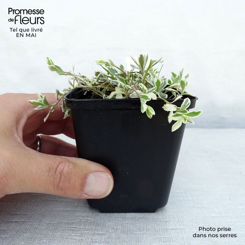 Amostra de Arabis ferdinandi coburgii Variegata Vaso de 8/9 cm tal como entregue na primavera