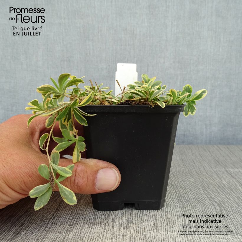 Amostra de Arabis ferdinandi coburgii Variegata Vaso de 8/9 cm tal como entregue no verão