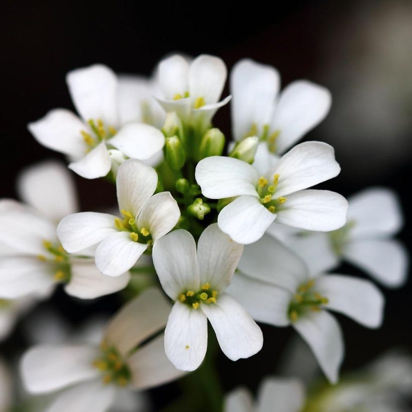 Arabis procurrens Neuschnee (Floração)
