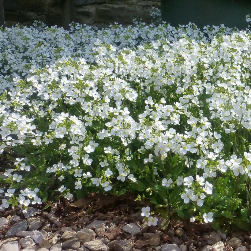 Arabis procurrens Neuschnee (Hábito)