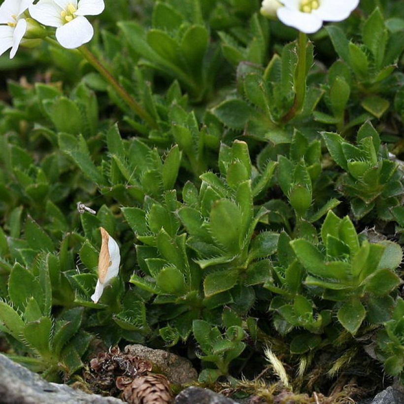 Arabis scopoliana (Folhagem)