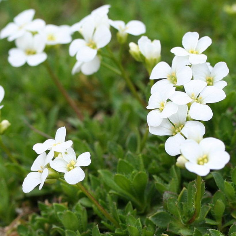 Arabis scopoliana (Floração)